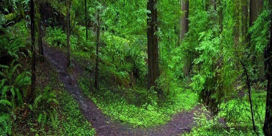 rozwidlenie dróg w lesie