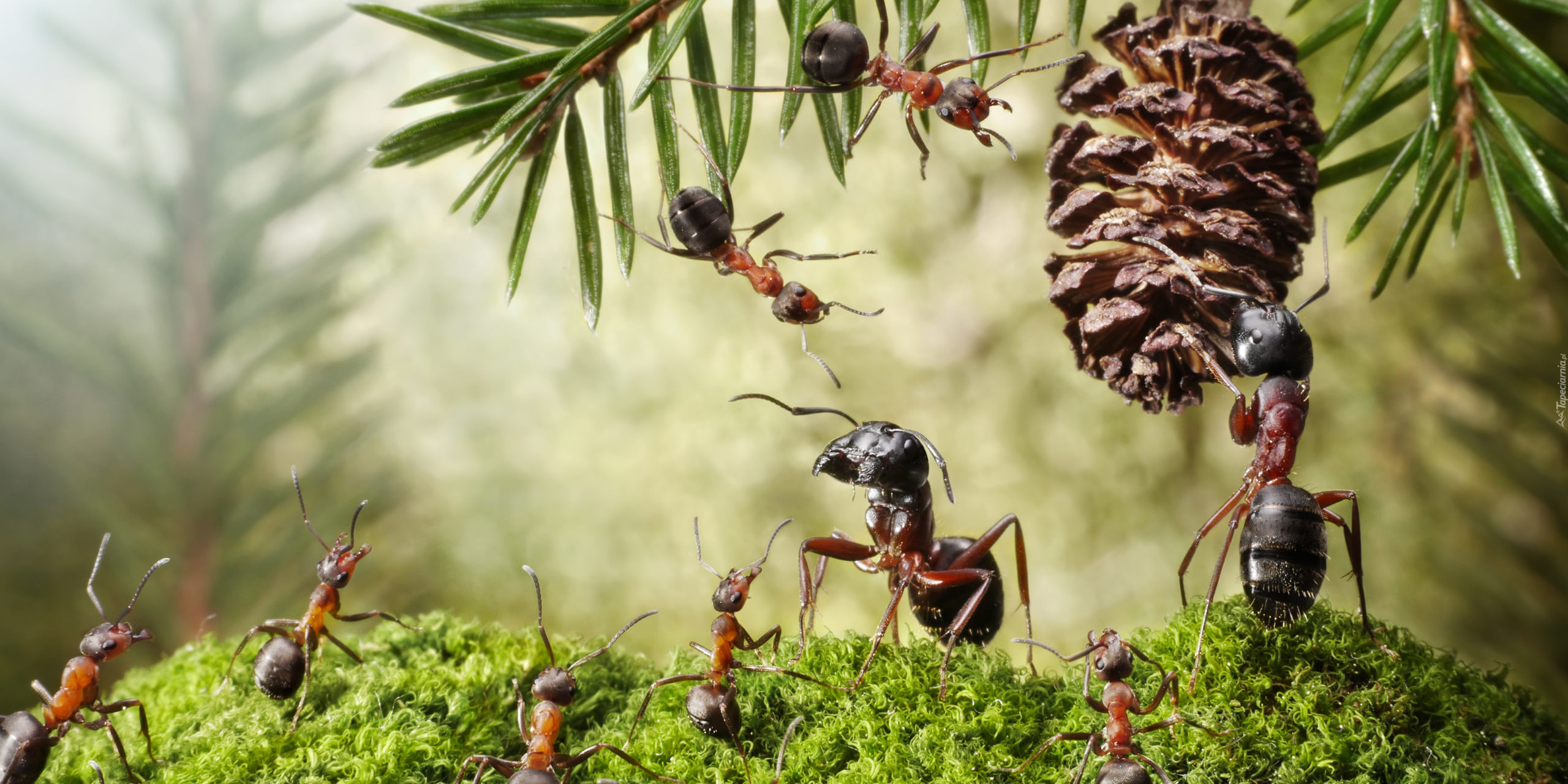 tapeta-pracowite-mrowki